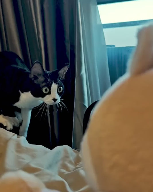 Guante Karate Kitty